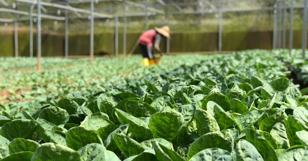 découvrez tout sur les serres : conseils d'installation, types de serres, entretien, astuces pour cultiver vos plantes et légumes toute l'année.
