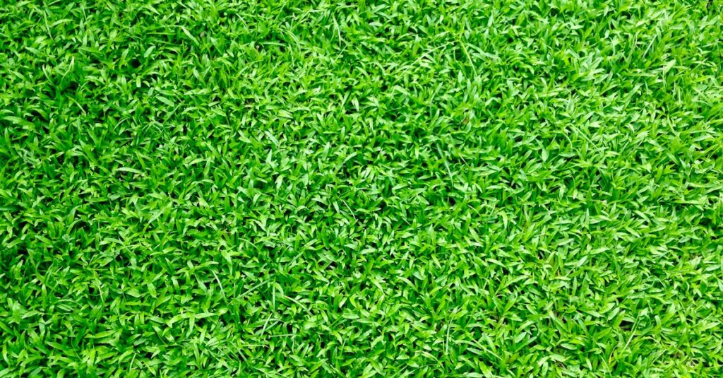 découvrez tout ce qu'il faut savoir sur la pelouse : conseils d'entretien, choix des graines, astuces pour un gazon vert et en bonne santé toute l'année.