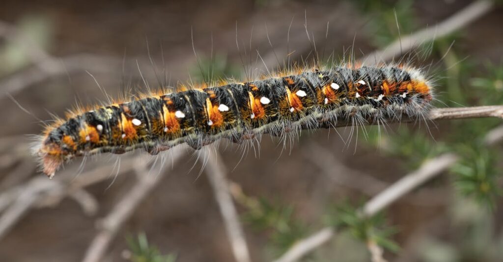 découvrez tout ce qu'il faut savoir sur les maggots : leur cycle de vie, leur utilité en compostage, en pêche et comment s'en débarrasser efficacement.