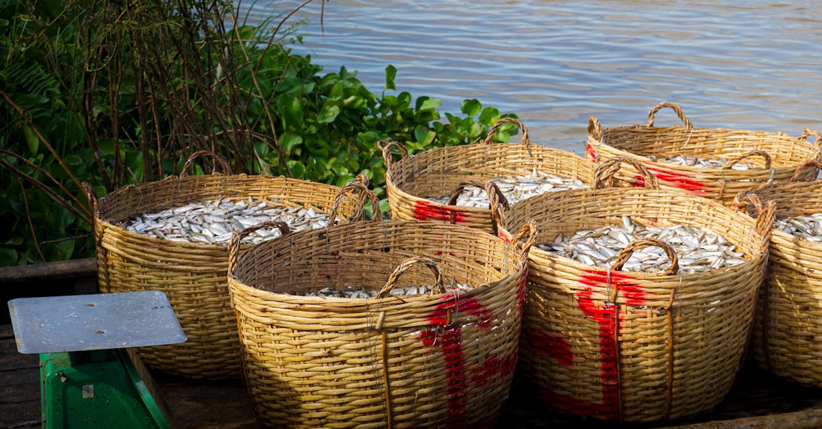 découvrez tout ce qu'il faut savoir sur les asticots : utilités, cycle de vie, où les trouver et leur rôle dans la nature, la pêche et le compostage.