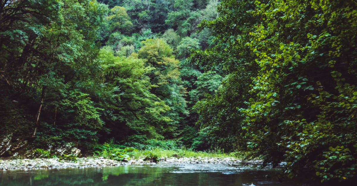 découvrez les secrets d'un étang idyllique : un écosystème riche, des activités de loisirs apaisantes et une biodiversité fascinante qui éveillera vos sens.