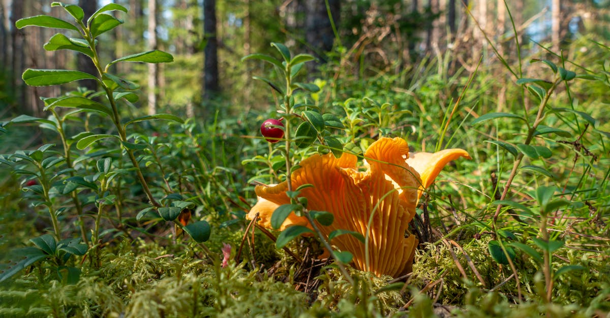 découvrez la cuisine scandinave : des recettes authentiques, des ingrédients nordiques et des saveurs raffinées pour un voyage culinaire en suède, norvège et danemark.