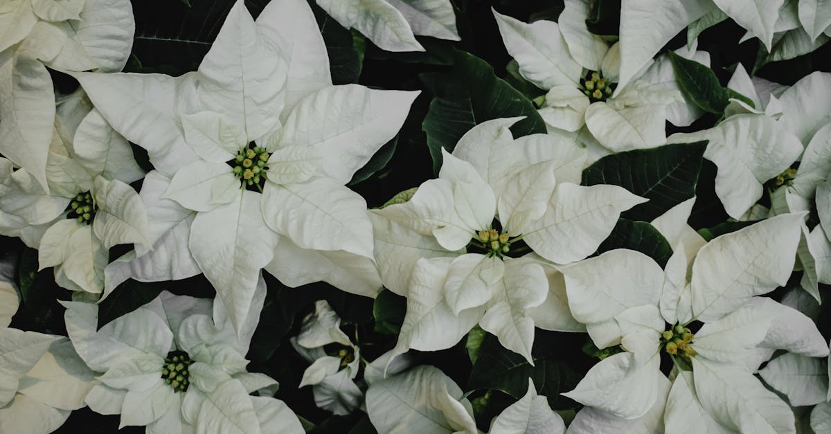 découvrez comment créer un winter garden chez vous : conseils déco, plantes idéales et astuces pour profiter d’un espace lumineux et chaleureux tout l’hiver.