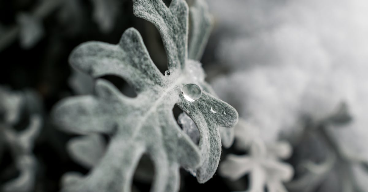 découvrez comment créer un winter garden, un espace lumineux et chaleureux pour profiter de la nature en hiver. conseils déco, choix des plantes et idées d’aménagement pour votre jardin d’hiver.