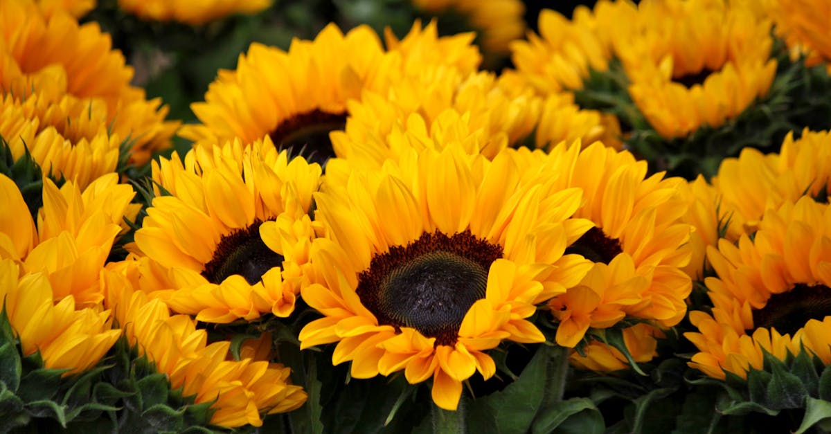 découvrez la beauté et la polyvalence de la couleur jaune, symbole de joie et de lumière. plongez dans un univers éclatant où le jaune rehausse votre décoration et stimule votre créativité.