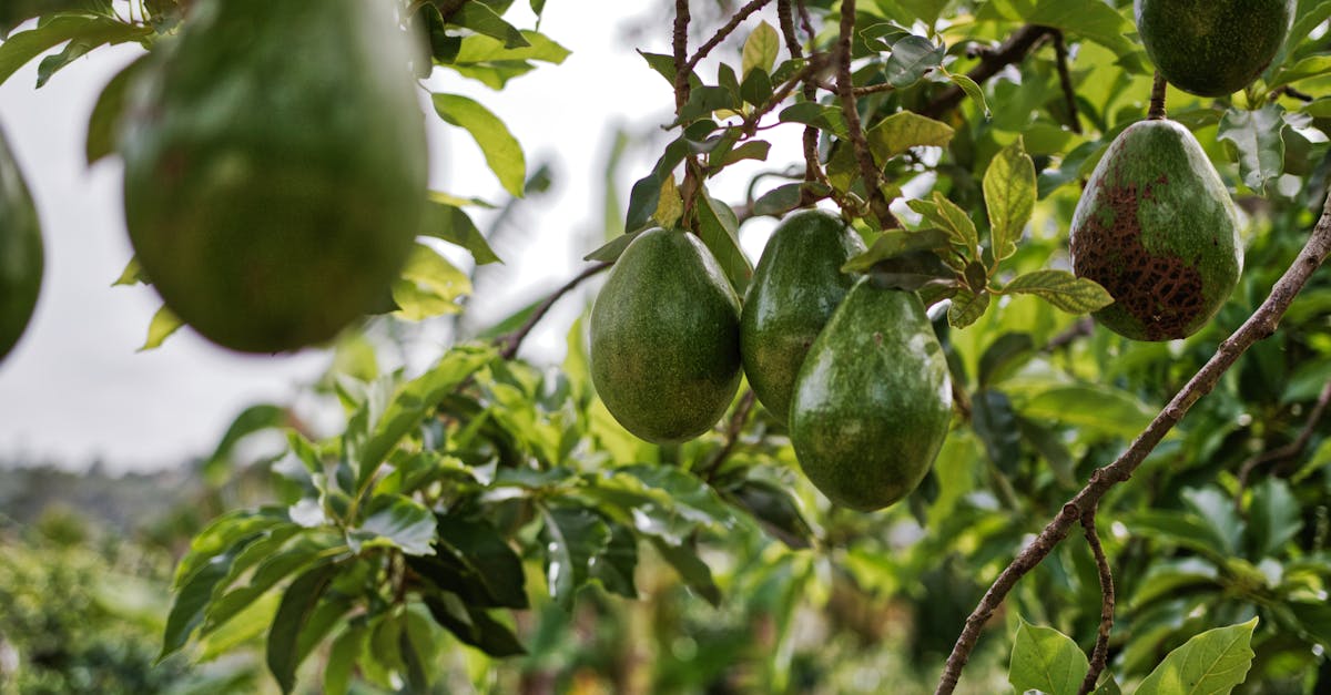 découvrez tout sur l'avocat : ses bienfaits pour la santé, ses usages en cuisine et des conseils pour bien le choisir et le conserver. un fruit nutritif à adopter au quotidien !