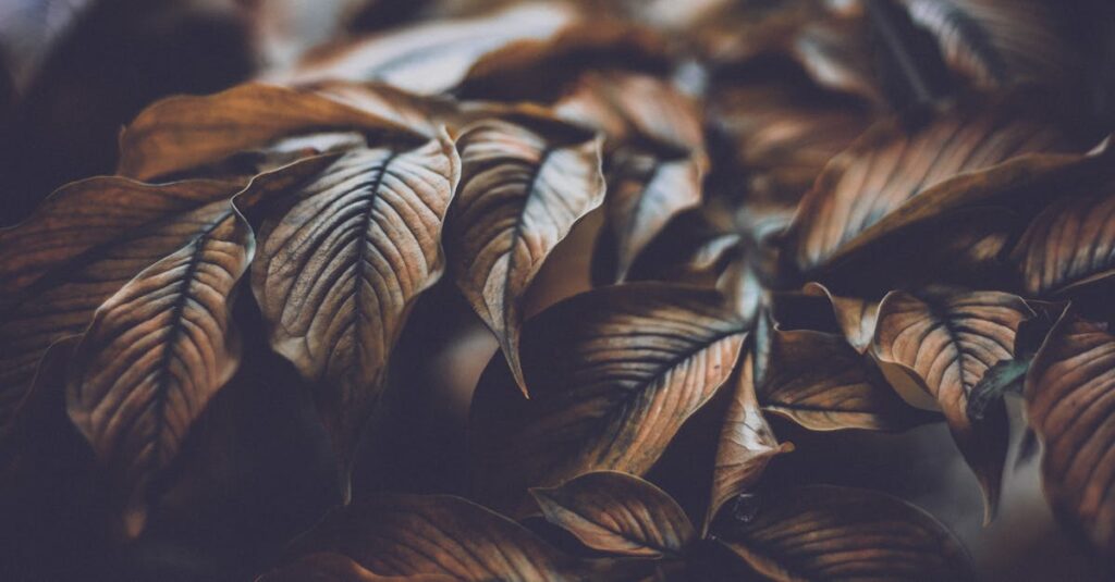 découvrez la signification et les différentes nuances du brun (brown), une couleur chaleureuse et naturelle souvent associée à la stabilité, au confort et à l’élégance dans la mode, la décoration et la nature.