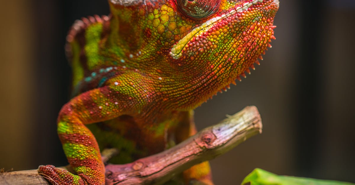 découvrez comment le camouflage est utilisé dans la nature, la mode et la technologie pour se fondre dans l’environnement ou se distinguer. astuces, histoires et innovations du camouflage moderne.