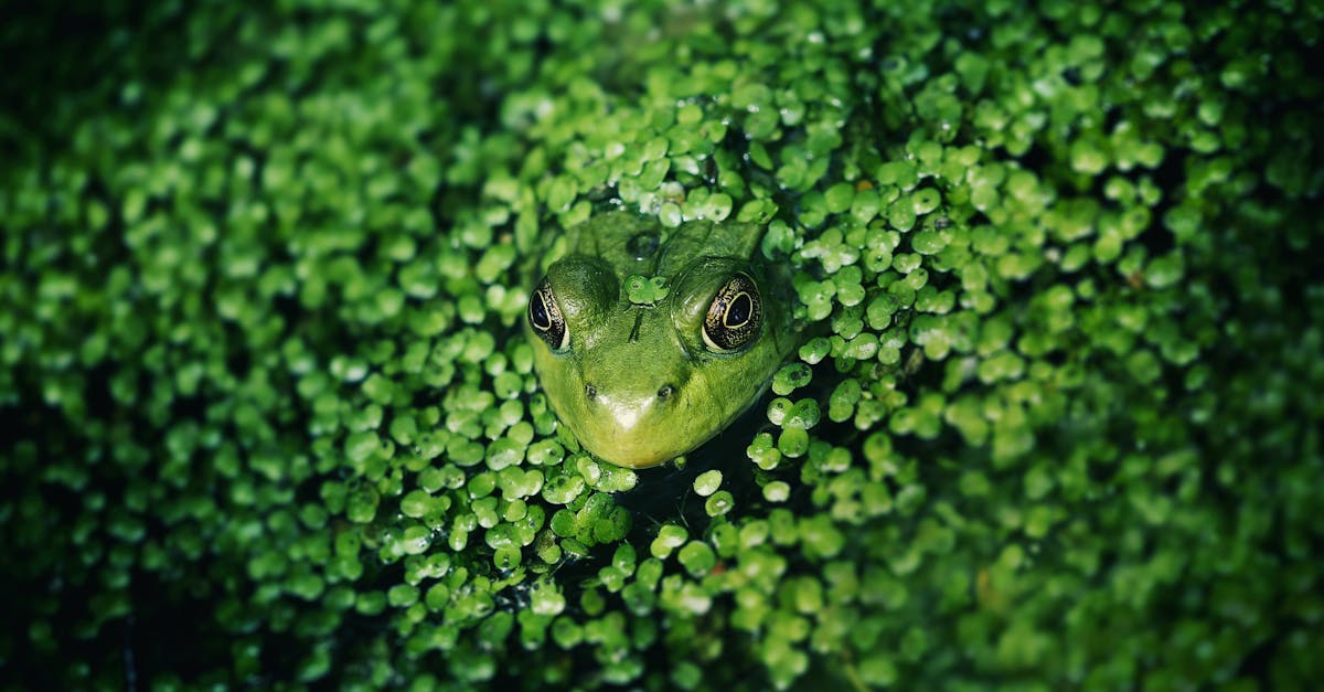découvrez les différentes techniques de camouflage, leurs origines et utilisations dans la nature, l’armée et la mode. apprenez comment les motifs et couleurs permettent de se fondre dans l’environnement.