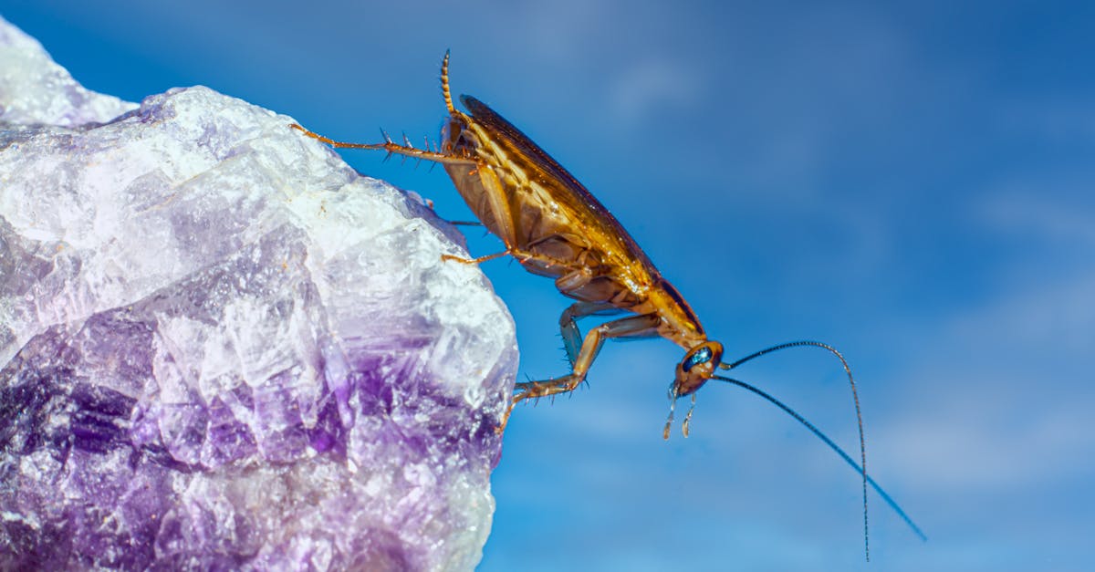 découvrez tout sur les cafards : leur mode de vie, les risques pour la santé, les méthodes pour les éliminer et des conseils pour éviter une infestation à la maison.
