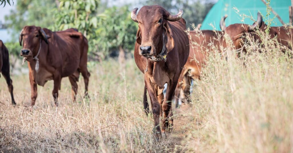 découvrez comment les solar animals transforment l'énergie solaire en mouvement ou en lumière, leur fonctionnement, leurs avantages et leurs applications ludiques et éducatives.