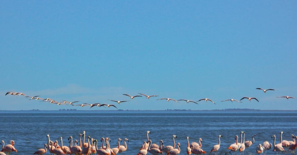 découvrez tout sur la migration de la bécasse : périodes, itinéraires, comportements et conseils pour observer ces oiseaux fascinants lors de leurs déplacements saisonniers.