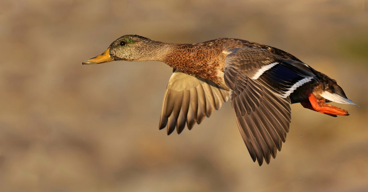découvrez tout sur la migration de la bécasse : les périodes clés, les itinéraires empruntés et les facteurs qui influencent ce fascinant voyage annuel des oiseaux.