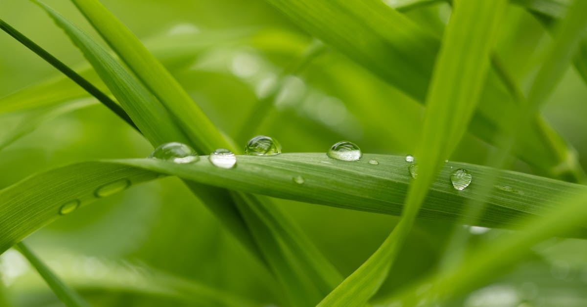 découvrez ce qu'est le point de rosée, son importance en météorologie et comment il influence l'humidité et le confort quotidien. explications simples et conseils pratiques.
