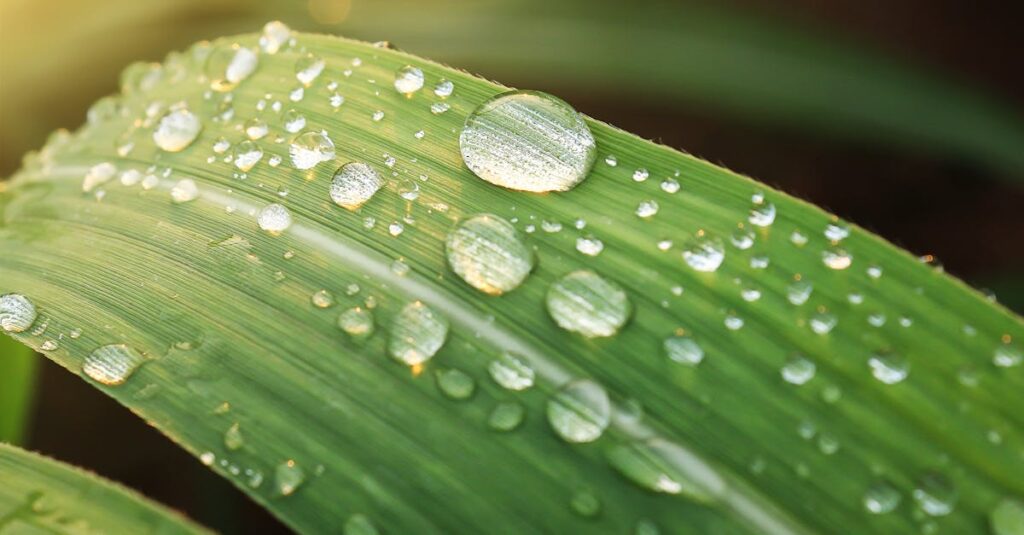découvrez ce qu'est le point de rosée, son importance en météorologie et comment il influence l'humidité de l'air. tout savoir sur le dew point en quelques lignes.