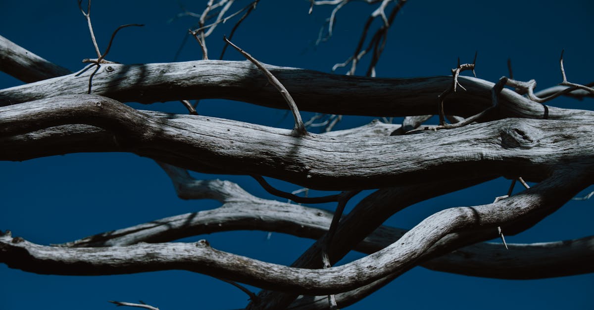 découvrez tout sur le driftwood : son origine, son utilisation en décoration et aquariophilie, ainsi que des conseils pour l'intégrer harmonieusement dans votre intérieur ou jardin.