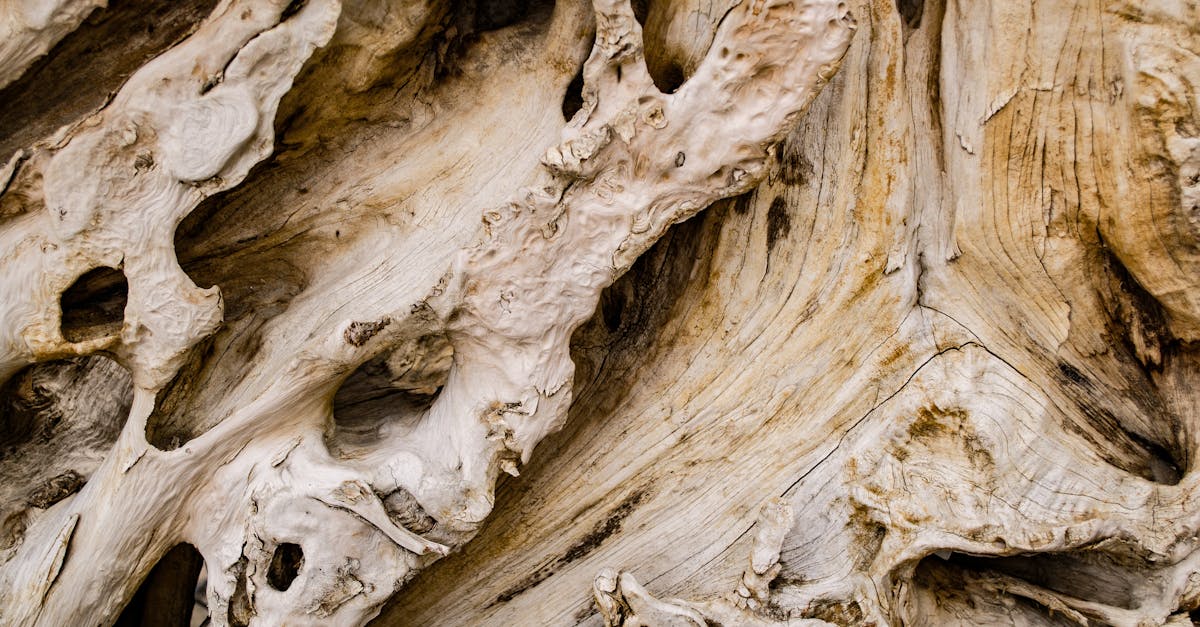 découvrez tout sur le driftwood : ses origines, comment l’utiliser en décoration, en aquascaping ou pour des projets diy, ainsi que des conseils pour choisir et entretenir le bois flotté.