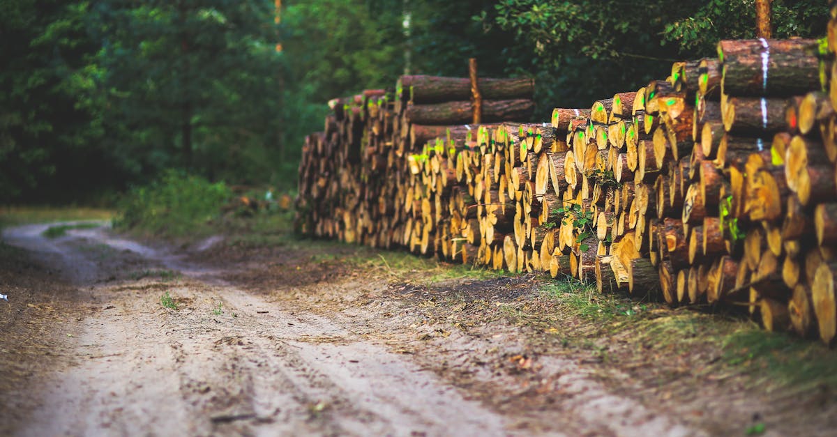 découvrez des conseils pratiques et efficaces pour préserver votre bois de chauffage, prolonger sa durée de vie et garantir une combustion optimale tout au long de l'année.