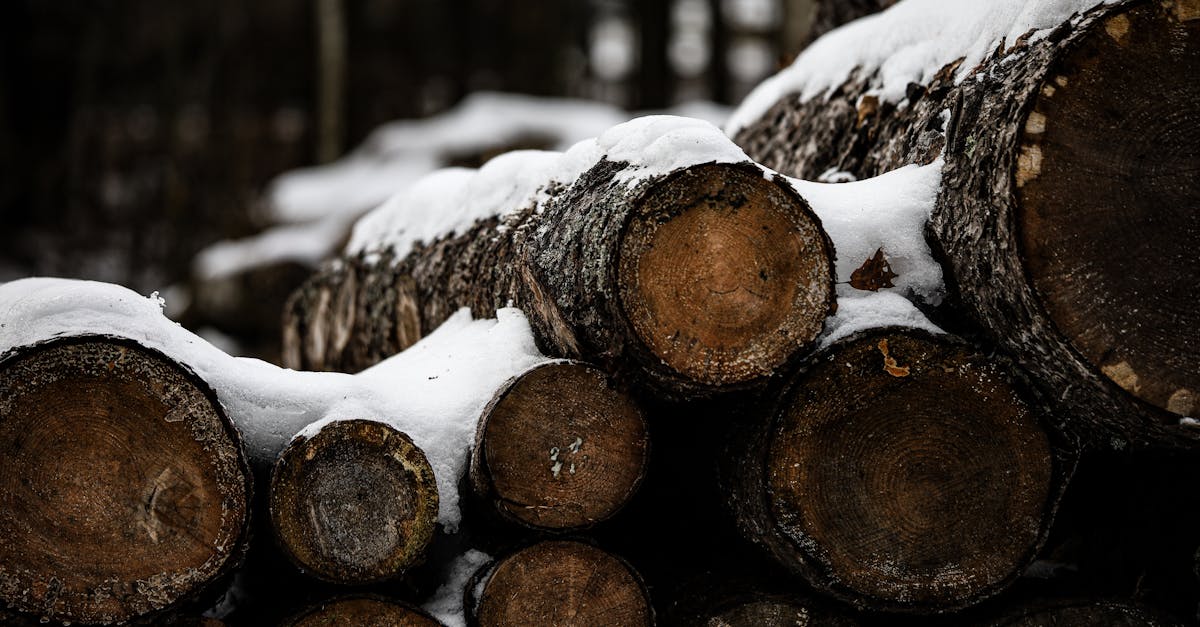 découvrez nos conseils pratiques pour la préservation du bois de chauffage : techniques de séchage, stockage optimal et astuces pour garder votre bois en parfait état plus longtemps.