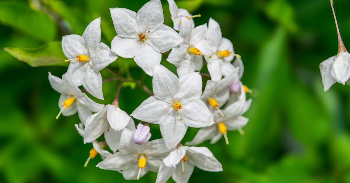 découvrez tout sur le chèvrefeuille (honeysuckle), une plante grimpante aux fleurs parfumées, idéale pour embellir votre jardin et attirer les pollinisateurs.