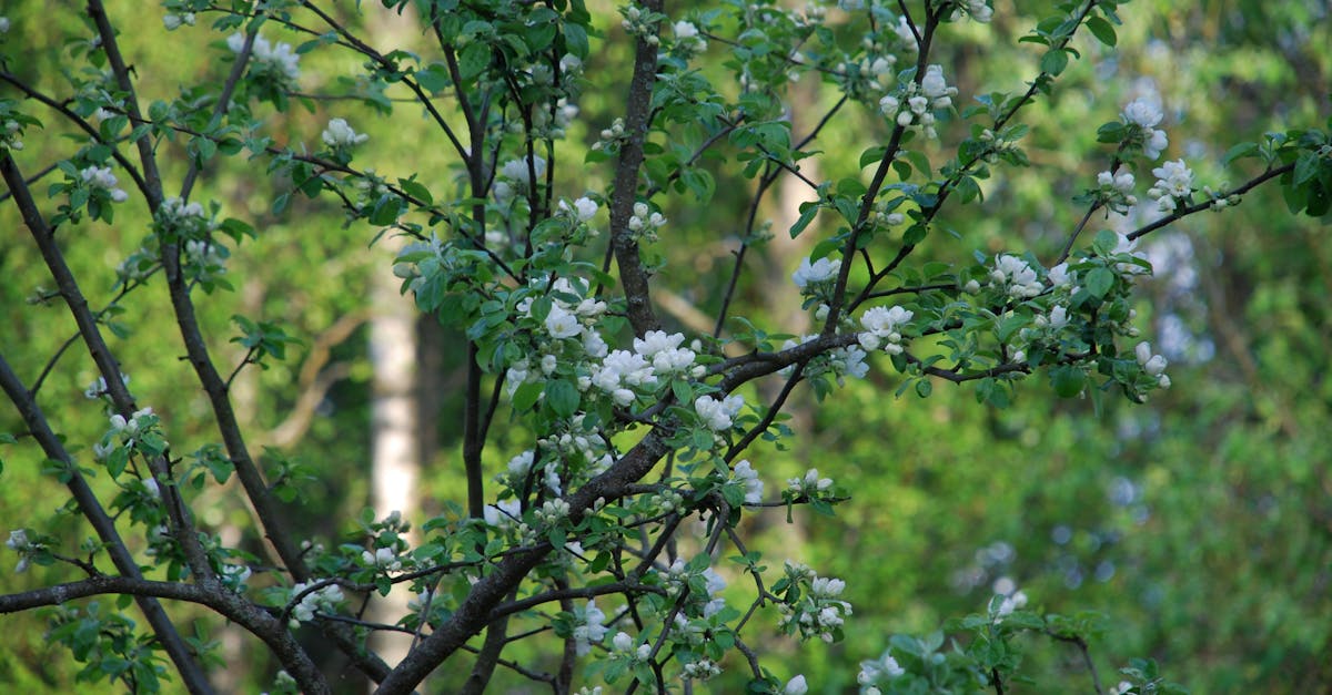 découvrez le chèvrefeuille, une plante grimpante parfumée connue pour ses fleurs délicates et ses vertus ornementales, idéale pour embellir votre jardin.