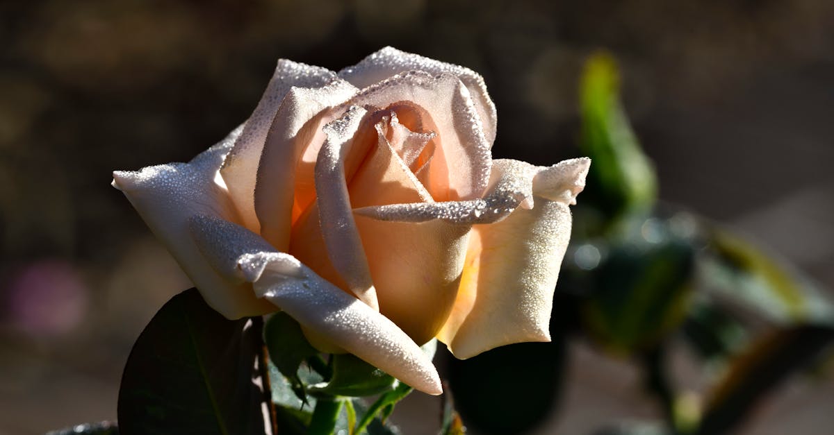 découvrez l'art japonais du kokedama : créez facilement une sphère végétale originale pour sublimer votre intérieur avec cette technique de jardinage suspendu.