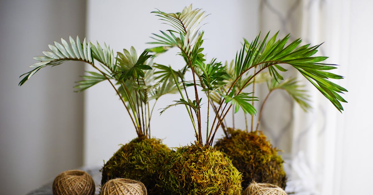 découvrez l'art japonais du kokedama : une technique originale pour créer des plantes suspendues dans une sphère de mousse. conseils, astuces et inspirations pour réaliser vos propres kokedamas et sublimer votre décoration intérieure.