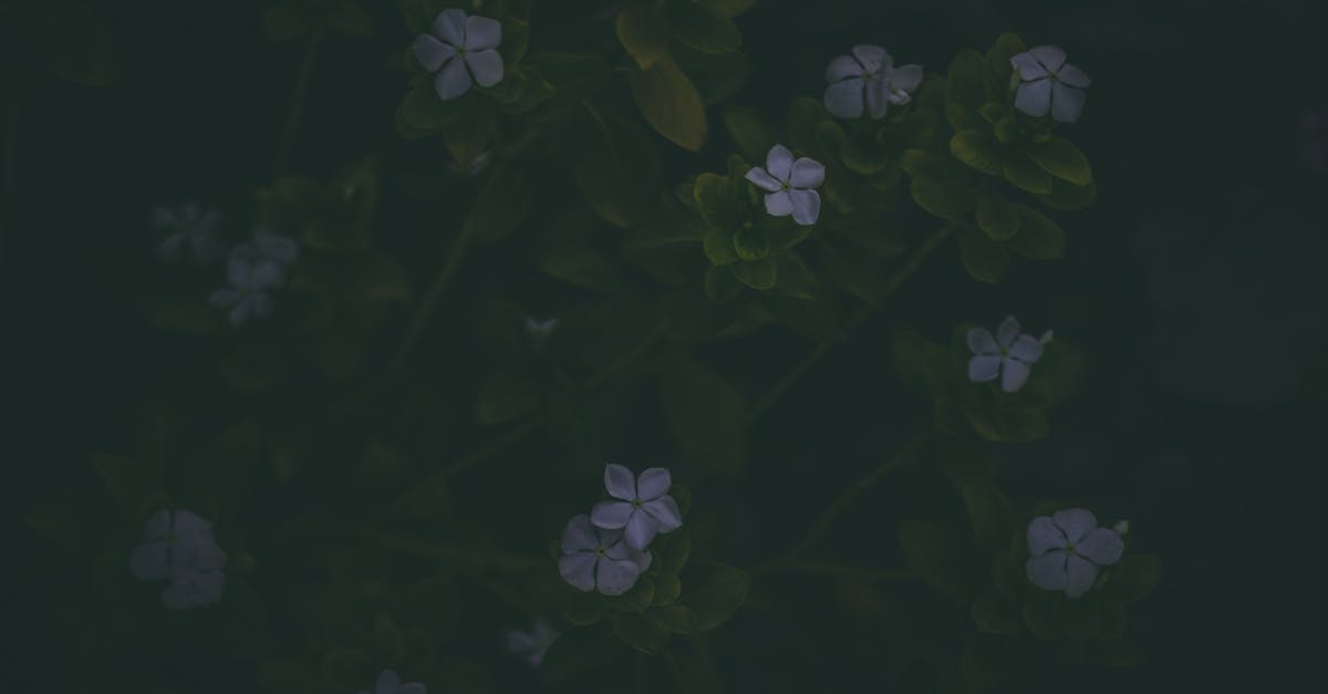 découvrez comment créer un parterre de fleurs à faible entretien pour un jardin coloré et fleuri toute l'année, sans effort. conseils pratiques, idées de plantes résistantes et astuces pour un extérieur facile à entretenir.