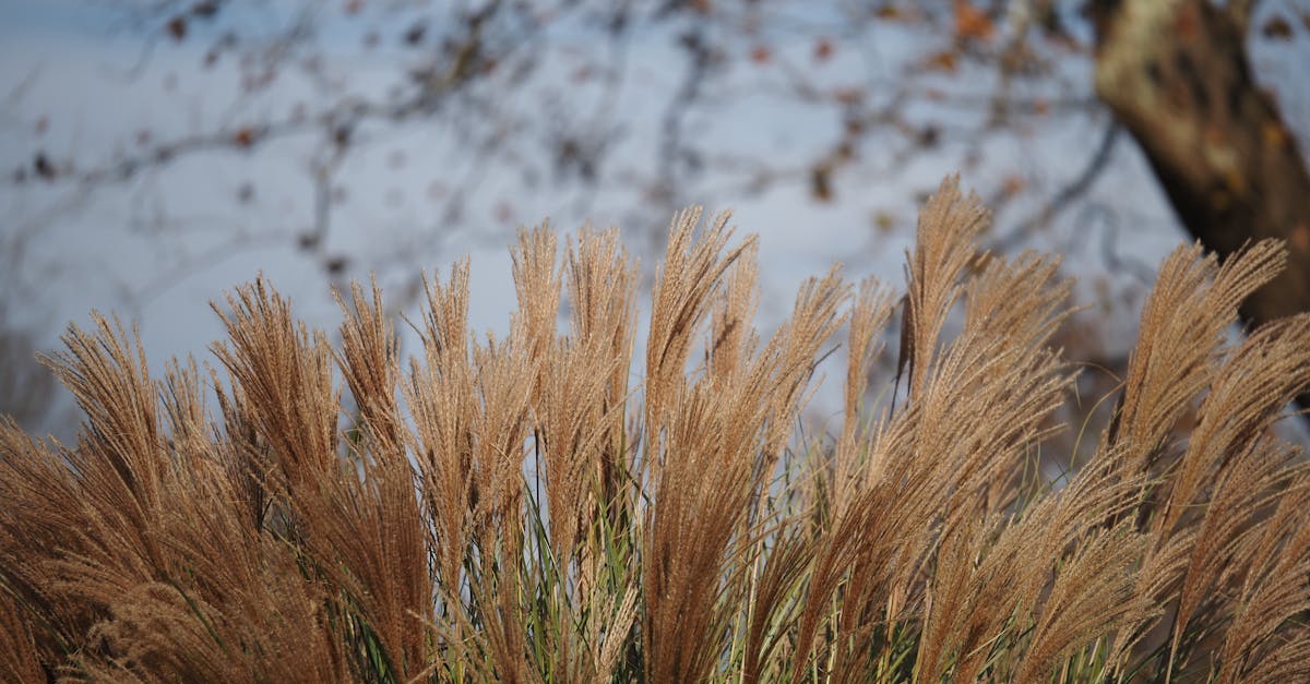 découvrez le miscanthus, une plante vivace écologique utilisée comme biomasse, paillage et alternative durable pour l’agriculture et les jardins. avantages, culture et utilisations du miscanthus.