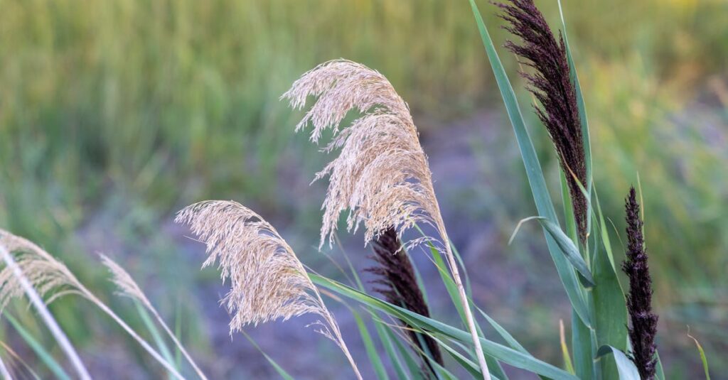 Comment planter et entretenir le miscanthus efficacement découvrez le miscanthus, une plante herbacée écologique idéale pour la biomasse, l'énergie renouvelable et le paillage. polyvalente et économique, elle s'adapte à de nombreux usages agricoles et industriels.