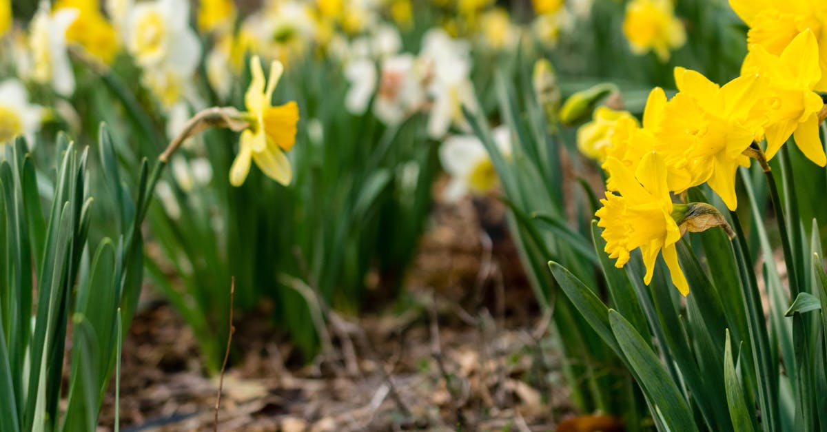 découvrez les plantes vivaces, des fleurs et feuillages qui repoussent chaque année pour embellir durablement votre jardin avec peu d'entretien. conseils, choix variés et astuces pour un extérieur coloré saison après saison.