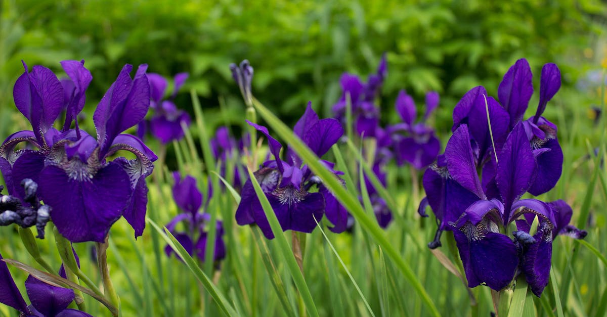 découvrez tout sur les plantes vivaces : variétés, conseils de plantation, entretien et astuces pour un jardin fleuri toute l'année. idéal pour jardiniers débutants et passionnés !