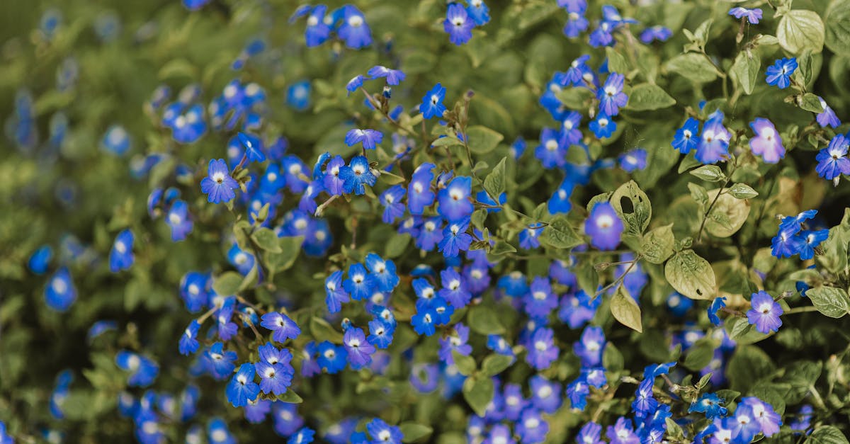 découvrez tout sur les plantes vivaces : conseils de plantation, entretien, variétés et avantages pour un jardin fleuri et durable toute l'année.