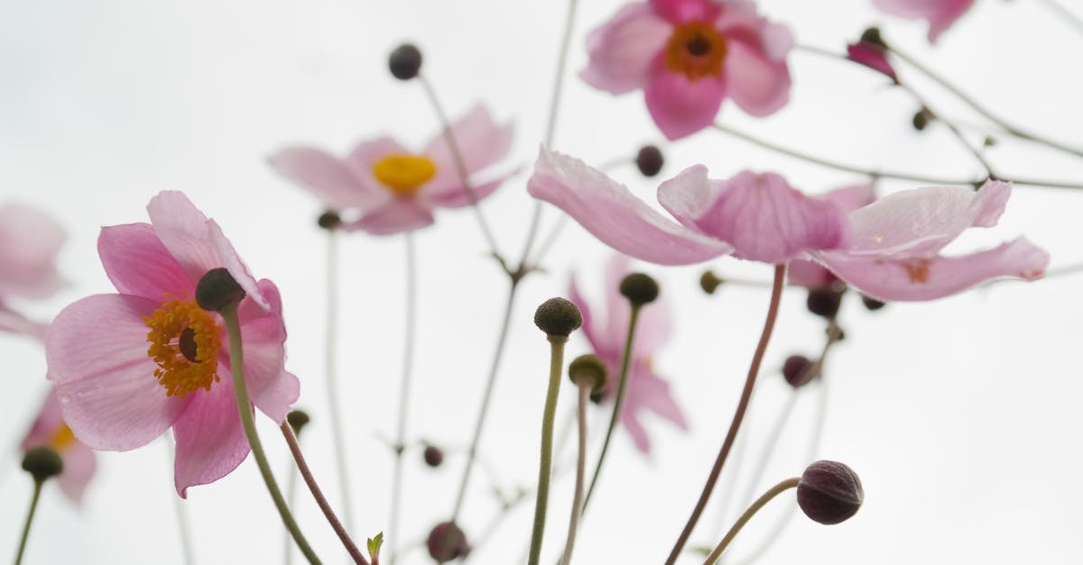 découvrez les plantes vivaces (perennials), idéales pour un jardin fleuri et facile à entretenir toute l’année. conseils, variétés adaptées et astuces pour un extérieur durable et coloré.