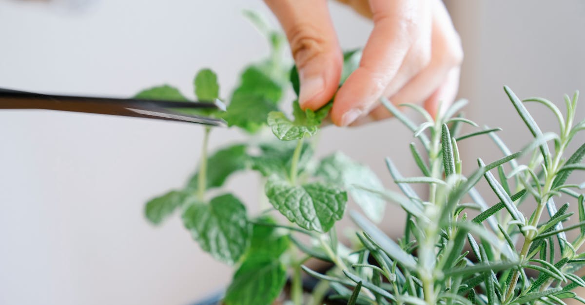 découvrez l'art du pruning : techniques, conseils et outils pour tailler efficacement vos plantes, arbres et arbustes afin de stimuler leur croissance et garantir leur santé.