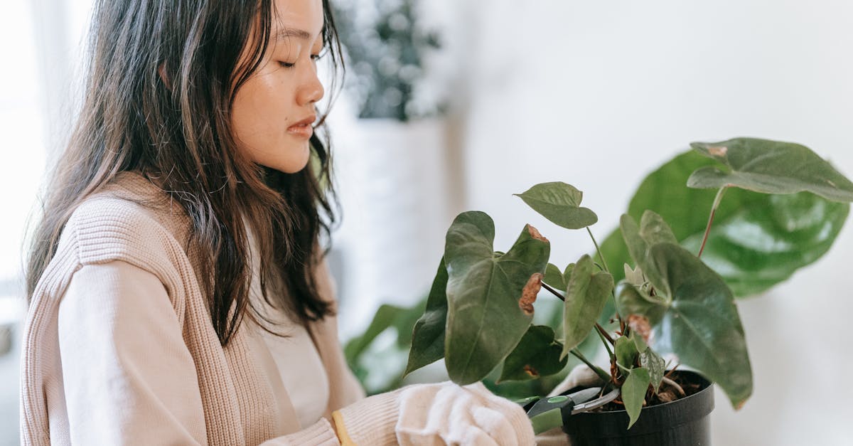 découvrez les meilleures techniques de pruning pour améliorer la croissance de vos plantes, favoriser leur floraison et assurer la santé de votre jardin. conseils pratiques et astuces pour réussir l’élagage en toute simplicité.