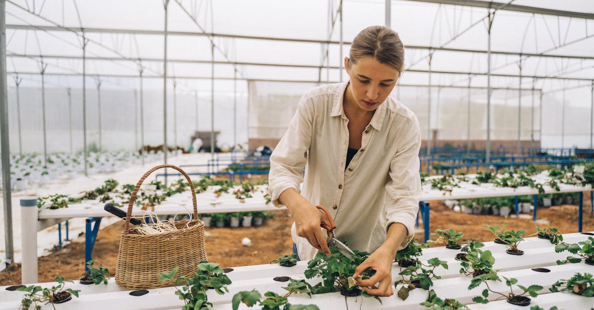 découvrez les meilleures techniques de pruning pour optimiser la croissance de vos plantes, arbres et arbustes. conseils, astuces et étapes faciles pour réussir la taille et favoriser la santé de votre jardin.