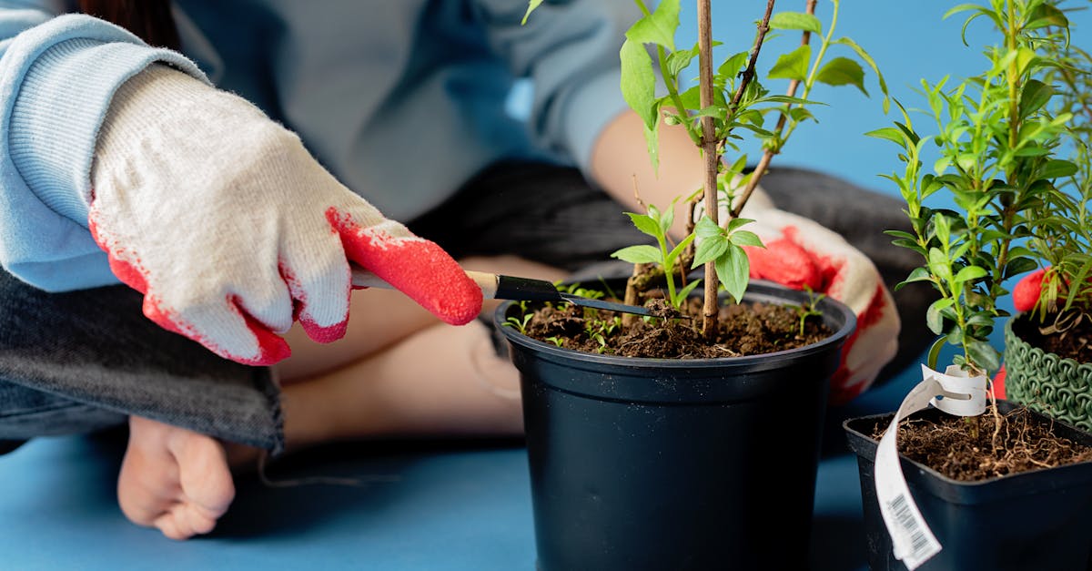 découvrez l'art de la taille (pruning) : techniques, conseils et astuces pour entretenir vos plantes, arbres et arbustes, favoriser leur croissance et améliorer leur santé.