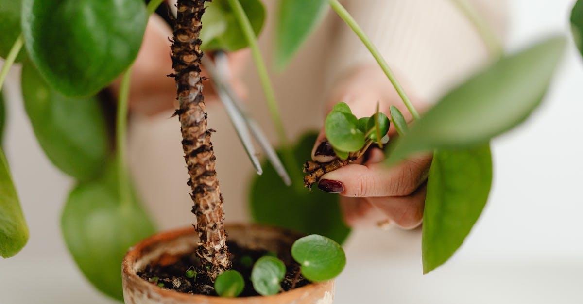 découvrez l'art du pruning : techniques, astuces et conseils pour tailler efficacement vos plantes et arbres afin de favoriser leur croissance et leur santé. guide complet pour jardiniers débutants et expérimentés.