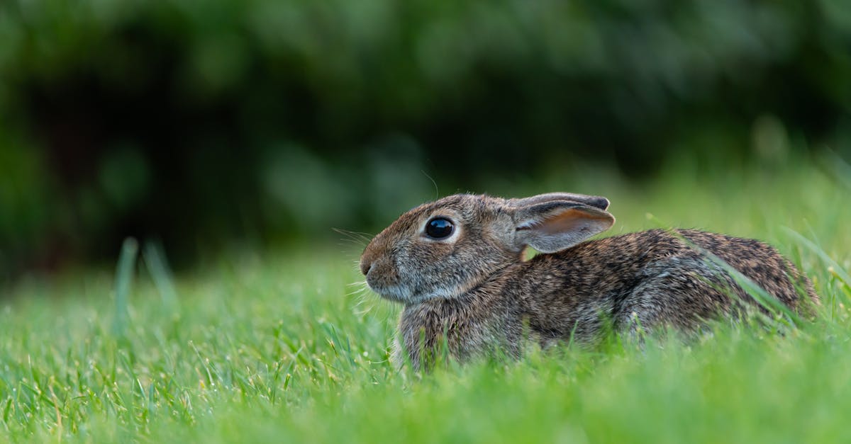 découvrez comment identifier, prévenir et lutter efficacement contre une invasion de rongeurs chez vous. conseils pratiques, astuces et solutions pour protéger votre maison des souris et rats.