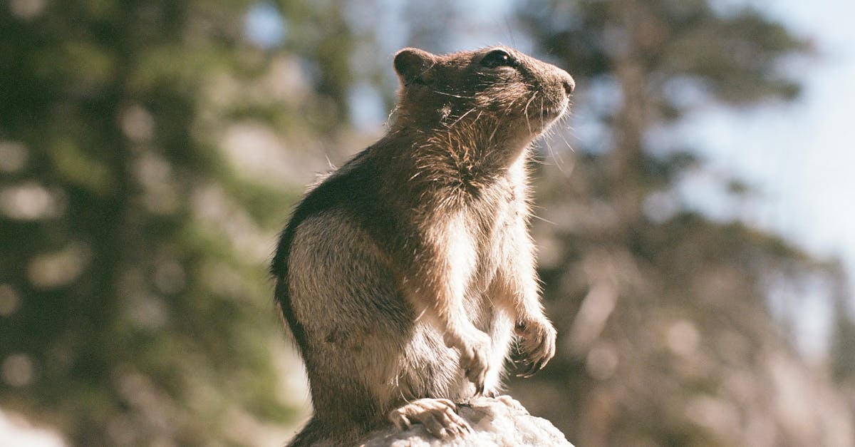 découvrez comment reconnaître et prévenir une invasion de rongeurs. nos conseils et solutions efficaces pour protéger votre maison des souris et rats dès les premiers signes d'infestation.