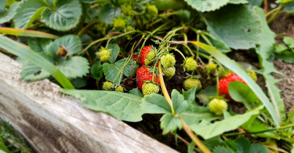 découvrez comment planter des fraisiers avec succès : choix de l’emplacement, préparation du sol, conseils de plantation et astuces d’entretien pour des récoltes abondantes de fraises savoureuses.