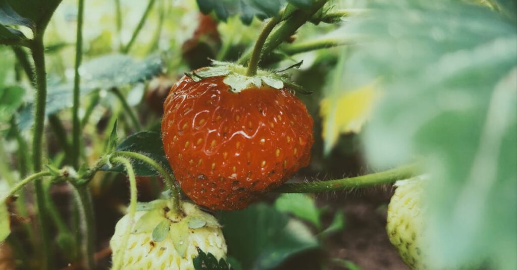 découvrez nos conseils pratiques pour planter des fraises avec succès : choix des variétés, préparation du sol, étapes de plantation et astuces pour une belle récolte de fraises savoureuses.