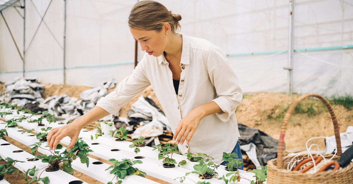 découvrez nos conseils pratiques pour planter des fraisiers avec succès : choix de l’emplacement, préparation du sol, période idéale et astuces d’entretien pour une récolte abondante de fraises savoureuses.
