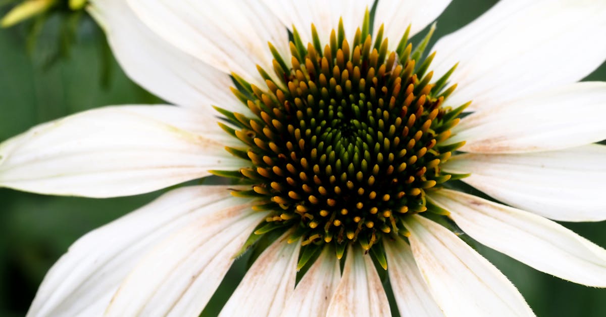 découvrez tout ce qu'il faut savoir sur les vers blancs : identification, dangers pour vos plantes, méthodes naturelles pour s'en débarrasser et conseils pour protéger votre jardin efficacement.