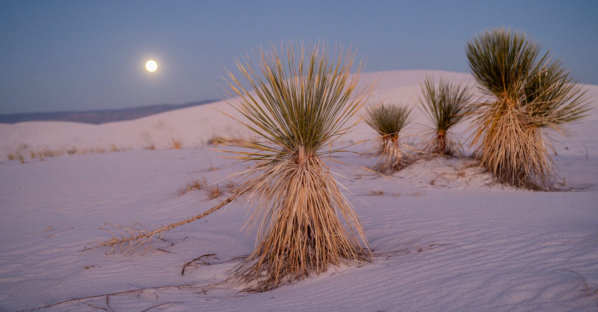 découvrez comment tailler un yucca efficacement pour encourager sa croissance, préserver sa santé et améliorer son esthétique. conseils, outils et étapes pratiques pour réussir la taille de votre yucca en toute simplicité.