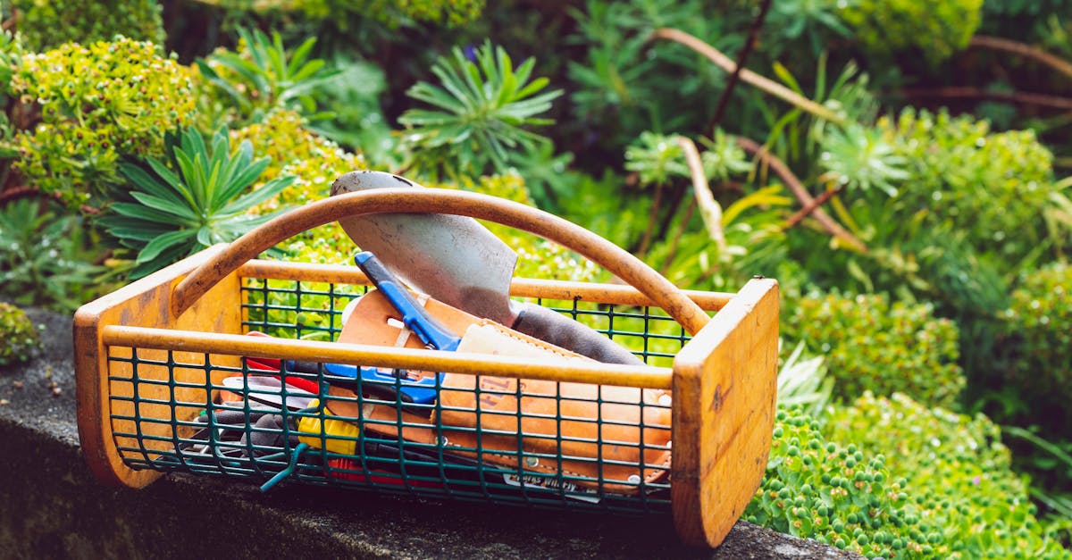 apprenez à tailler un yucca efficacement avec nos conseils pratiques. découvrez quand et comment élaguer votre yucca pour favoriser sa croissance et maintenir une belle apparence.