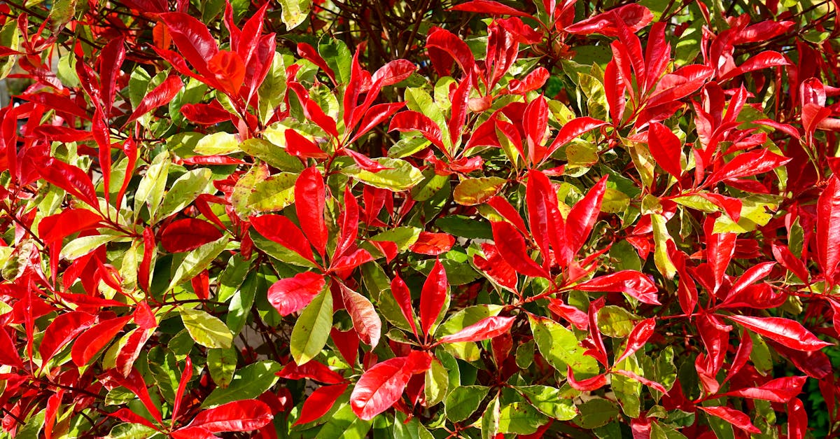 découvrez le photinia, un arbuste élégant aux feuilles rouges éclatantes idéal pour créer des haies décoratives et apporter une touche d’originalité à votre jardin. conseils de plantation, d’entretien et variétés recommandées.