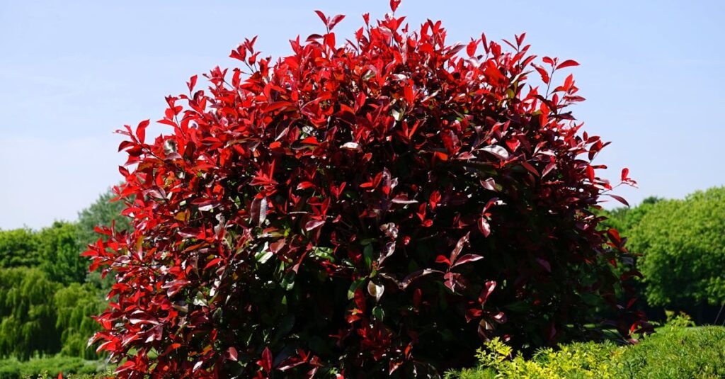 découvrez le photinia, un arbuste décoratif aux feuilles rouges éclatantes idéal pour créer des haies colorées dans votre jardin. conseils d'entretien, plantation et taille pour un feuillage dense et brillant toute l'année.