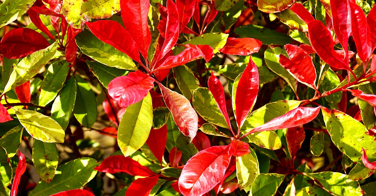 découvrez le photinia, un arbuste décoratif idéal pour vos haies et jardins. apprenez comment planter, entretenir et tailler ce feuillage persistant aux couleurs éclatantes toute l'année.